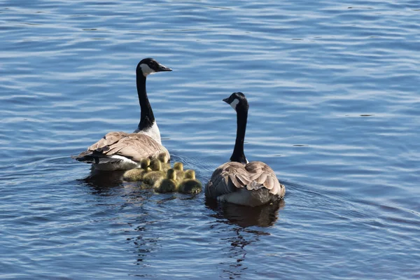 Ein Paar Kanadische Gänse Mit Einem Haufen Gänse Die Blauen — Stockfoto