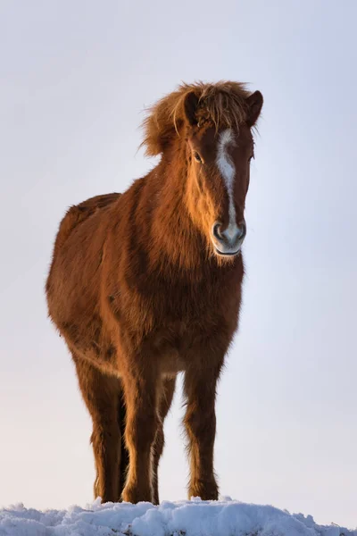 Baixo Ângulo Visão Castanheiro Colorido Cavalo Islandês Luz Sol Noite — Fotografia de Stock