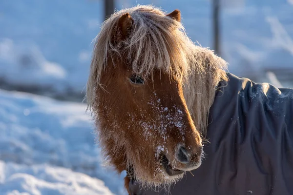 寒い冬の時間に栗色のアイスランドの馬 太陽の下で立って 毛皮の中で雪と霜と馬の非常にタフで頑丈なタイプ — ストック写真