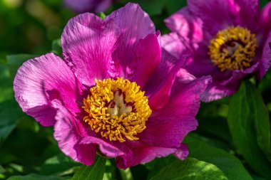 Pembe Çin şakayık çiçeklerinin parlak güneş ışığında, merkezinde sarı bir çember ile detaylandırılmış.