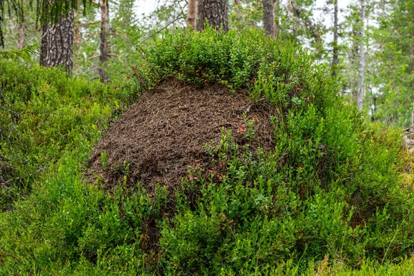 緑のブルーベリーの小枝で覆われたスウェーデンの森の真ん中にある大きな蟻塚の近く — ストック写真