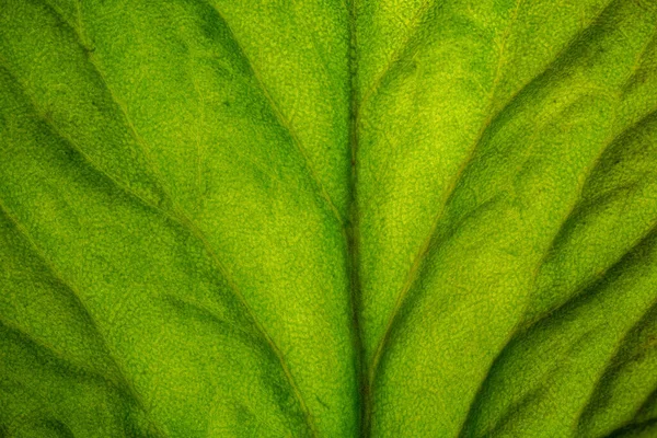 Detaljerad Närbild Ett Bakgrundsbelyst Grönt Blad Som Visar Bladvenerna — Stockfoto