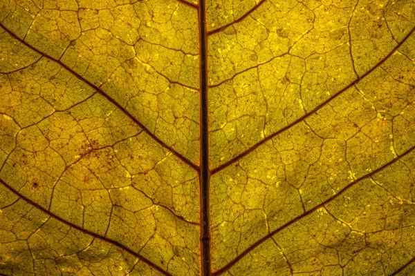 Gedetailleerde Close Van Een Verlicht Geel Herfstblad Met Rode Bladnerven — Stockfoto