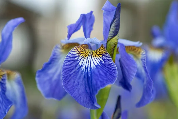 Primer Plano Hermoso Arlequín Azul Flor Iris Bandera Azul Plena — Foto de Stock