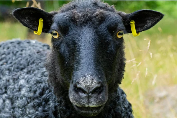 Közelkép Egy Fekete Bárányról Aki Kamerába Néz Nagyon Közel — Stock Fotó
