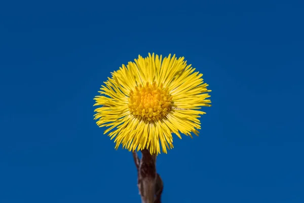Tek Bir Parlak Tereyağı Çiçeği Yaka Paça Manzarayı Kapat Tamamen — Stok fotoğraf
