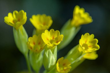Bir grup sarı inek yavrusu çiçeğinin etrafını sarın, Primula veris. Sarı bahar güneşinde