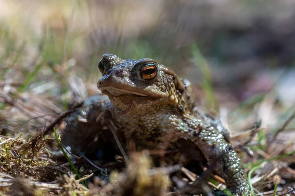 一只绿色斑点青蛙的详细特写 它有金黄色的眼睛 坐在夏日阳光下的草地上 — 图库照片