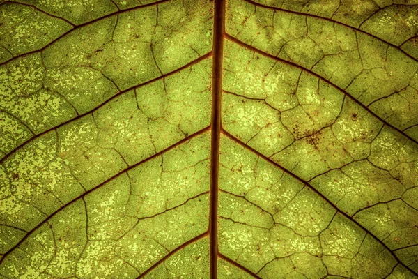 Detailní Záběr Podsvíceného Světle Zeleného Listu Červenými Žilkami — Stock fotografie