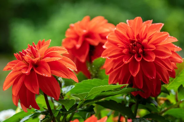 Gros Plan Détaillé Groupe Fleurs Rouge Vif Dahlia Avec Des — Photo