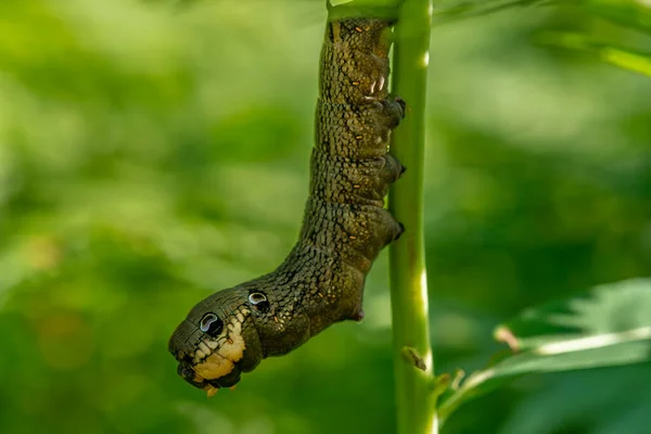 Detailaufnahme Einer Elefantenfalter Raupe Die Auf Einem Grünen Ast Sitzt — Stockfoto