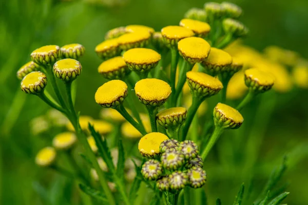 Detailní Záběr Skupiny Běžných Tansy Květin Zářivě Žluté Barvě Zeleném — Stock fotografie