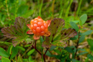 Tek bir portakallı dutlu böğürtlen yakından incelendi. Bitki hâlâ yetişmeye hazır.