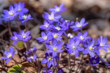 Güzel mavi anemorte kümesi veya karaciğer yaprağı çiçekleri, Anemone hepatikası, bahar güneşinde çiçek açar.