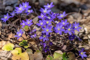 Güzel mavi anemorte kümesi veya karaciğer yaprağı çiçekleri, Anemone hepatikası, bahar güneşinde çiçek açar.