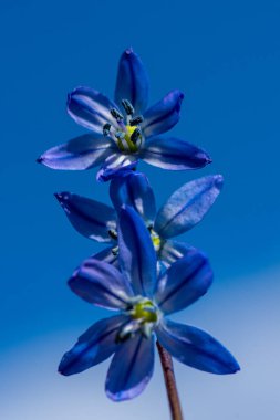 Aynı bitkinin üzerindeki üç mavi scilla çiçeğinin güzelliği. Parlak bahar güneşinde mavi gökyüzüne karşı.