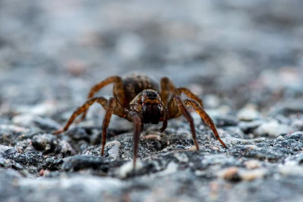 大きな顎や牙を持つ大きな茶色のクモの詳細なクローズアップ 地面に這う — ストック写真