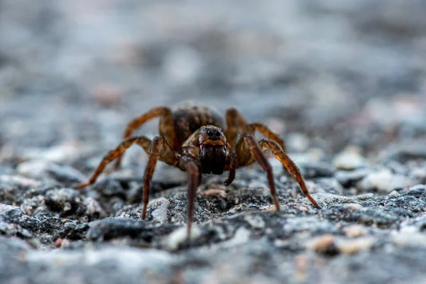 Gros Plan Détaillé Une Grande Araignée Brune Avec Grandes Mâchoires — Photo