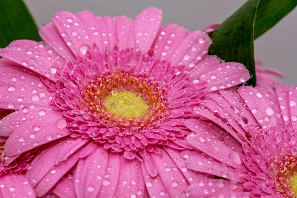 Beautiful Close Large Pink Gerbera Daisy Flower Yellow Center Covered — Stock Photo, Image