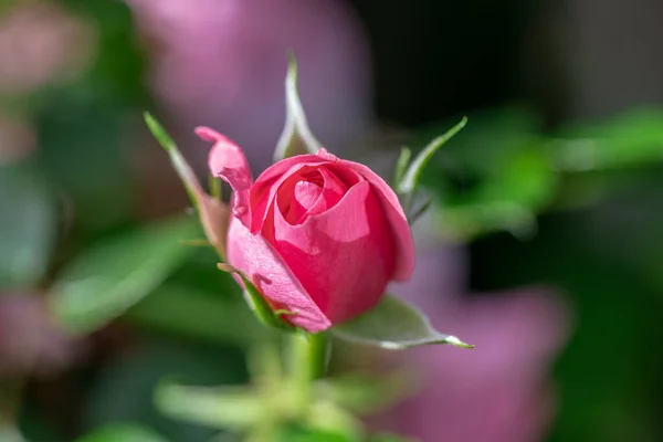 Zbliżenie Pięknego Różowego Pąka Róży Jasnym Słońcu Który Zaraz Rozkwitnie — Zdjęcie stockowe