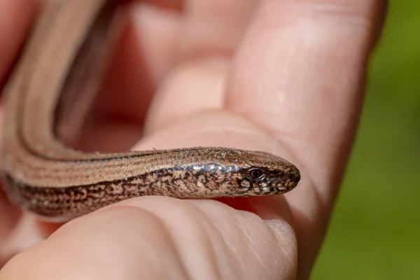 Close View Slow Worm Blindworm Anguis Fragilis Crawling Hand Bright — Fotografia de Stock