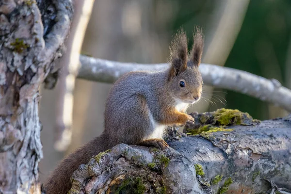Close View Cute Squirrel Large Tassels Ears Sitting Tree Spring — Stock Photo, Image