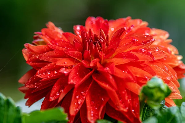 Gros Plan Détaillé Une Belle Vibrante Fleur Rouge Dahlia Sous — Photo