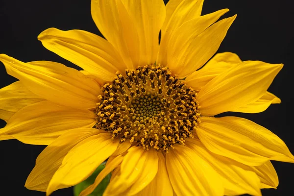 Detaillierte Nahaufnahme Einer Leuchtend Gelben Sonnenblume Auf Schwarzem Hintergrund — Stockfoto