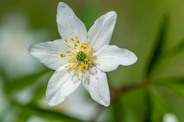 Szczegółowe Zbliżenie Białego Kwiatu Anemonu Drewna Pełnym Rozkwicie Miękkim Zielonym — Zdjęcie stockowe