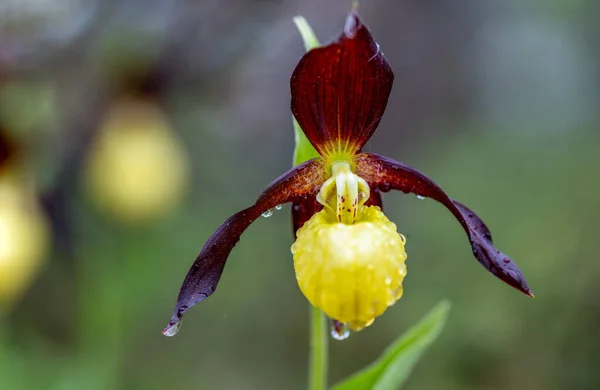 Hermoso Primer Plano Extraña Extraña Orquídea Amarillo Ladys Zapatilla Cypripedium —  Fotos de Stock
