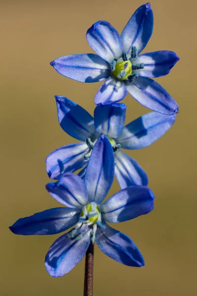 Hermoso Primer Plano Tres Flores Scilla Azul Misma Planta Luz —  Fotos de Stock