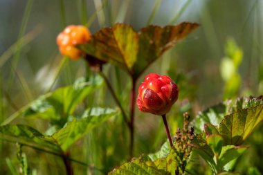 Taze böğürtlenler, bataklıktaki bitkinin yeşil yaprakları arasında yetişiyor.