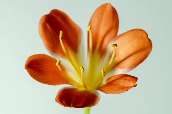 Belo Close Uma Única Cabeça Flor Lírio Fogo Lírio Kaffir — Fotografia de Stock