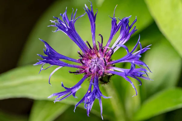 Krásné Zblízka Jeden Jediný Modrý Kukuřice Květina Nebo Bluebonet Růžové — Stock fotografie