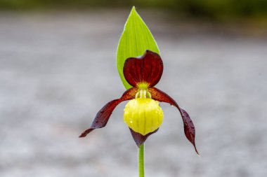 Tek bir tuhaf ve tuhaf görünümlü sarı hanımefendinin güzel yakın çekimi. Terlik orkidesi, Cypripedium calceolus. Sabah çiğ damlalarıyla