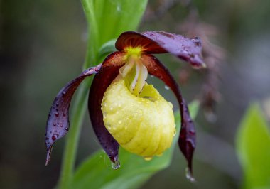 Tuhaf görünüşlü sarı leydilerin terlik orkidesinin güzel yakın çekimi, Cypripedium calceolus. Sabah çiğ damlalarıyla