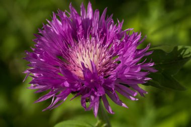 Yumuşak yeşil arkaplanı olan güzel pembe bir mısır çiçeğine yakın çekim
