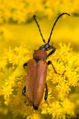 Sarı bir çiçek yatağında gün ışığında sürünen kahverengi bir böceğin ayrıntıları.