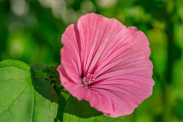 Dettagliato Primo Piano Unico Fiore Royal Mallow Rosa Circondato Foglie — Foto Stock