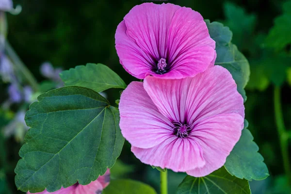 Detalhado Close Uma Planta Royal Malva Com Duas Lindas Cabeças — Fotografia de Stock