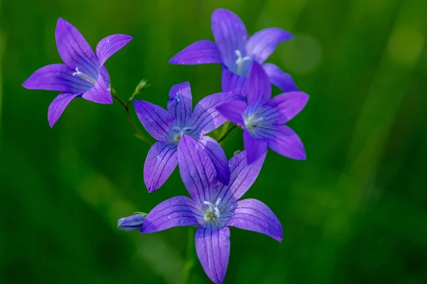Detailed Close Group Purple Spreading Bellflowers Sunlight Green Background — Stock Photo, Image