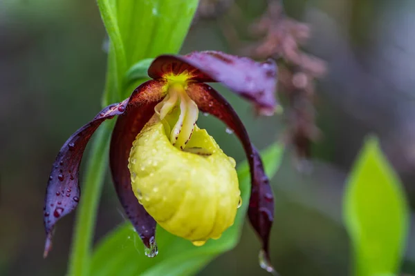 Krásná Zblízka Bizarní Podivně Vyhlížející Žluté Dámské Pantofle Orchidej Ipedium — Stock fotografie