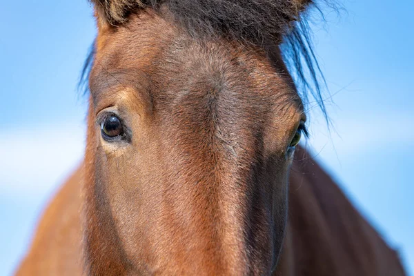 Close Portrait Face Eyes Golden Shiny Brown Icelandic Horse Yellow — Stock Photo, Image