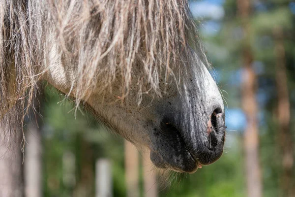 Detalhado Close Focinho Focinho Cavalo Islandês Cinza Com Sua Crina — Fotografia de Stock