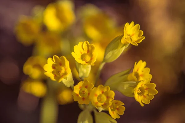 Detailní Záběr Skupiny Žlutých Kvítků Primula Veris Žlutém Jarním Slunci — Stock fotografie