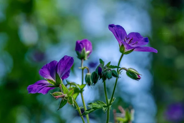 Hermoso Detallado Primer Plano Flores Cranebill Madera Púrpura Luz Del — Foto de Stock