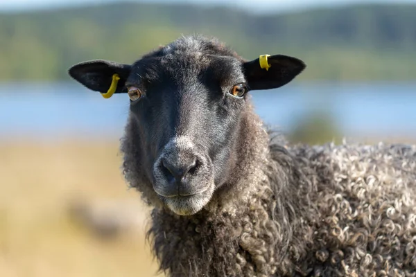 Gyönyörű Közeli Portré Egy Fekete Bárány Néz Kamerába Fényes Nyári — Stock Fotó