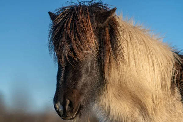 Närbild Huvud Porträtt Vacker Svart Och Vit Islandshäst Våren Solljus — Stockfoto