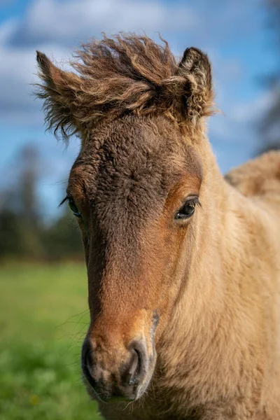 Närbild Ung Och Nyfiken Islandshäst Föl Grön Och Solig Sommarbetesmark — Stockfoto