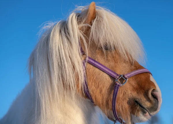 Side view head portrait of a beautiful pinto colored Icelandic horse stallion with long white mane, in bright sunlight against a clear blue sky